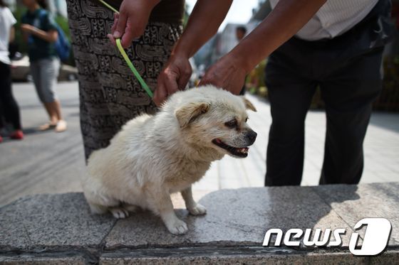 영국의 동물보호단체 '휴메인 소사이어티 인터내셔널'은 11일(현지시간) 보리스 존슨 외무장관에게 '개고기 문화를 근절하도록 한국 정부를 압박하라'는 내용의 서한을 전달했다. © AFP=뉴스1