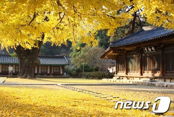 은행나무 잎으로 노랗게 물든 전주향교/뉴스1 DB