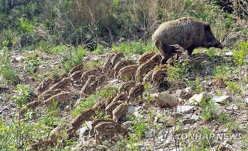 지난 5월 31일 강원도 인제군 인제읍 원대리 자작나무마을 인근에서 40∼50마리의 새끼 멧돼지가 어미를 따라 이동하는 모습. [연합뉴스 자료사진]