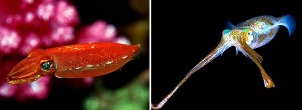 물속에서 화려한 자태를 뽐내는 갑오징어(왼쪽 사진)와 우리가 흔히 오징어라 부르는 살오징어. 오징어와 꼴뚜기 다리는 10개이고 문어, 낙지, 주꾸미는 8개다. 오징어 다리 중 유독 긴 2개의 다리는 먹이를 잡거나 교미할 때 암컷을 끌어안는 데 사용한다. FIRA 김광복 제공