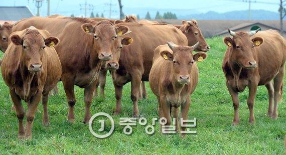 한우들이 넓은 초원에서 한가롭게 풀을 뜯고 있다. 전민규 기자