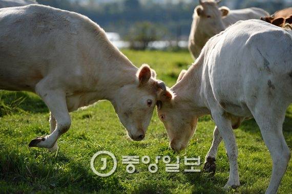 백우 두 마리가 초지에서 장난을 치고 있다. 전민규 기자