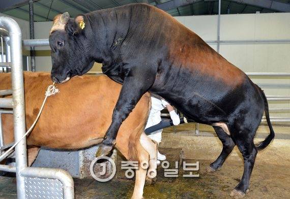 흑우 수소에서 정액을 채취하는 장면. 연구원이 인공질을 이용해 정액을 받아낸다. 전민규 기자