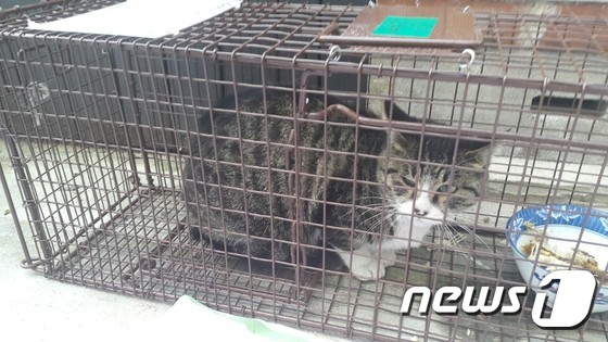 중성화수술을 앞둔 길고양이 한 마리가 포획틀에 갇혀 있다. © News1