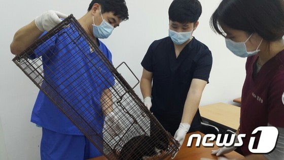 VIP동물의료센터 의료진이 이송된 길고양이들을 살피고 있다. © News1