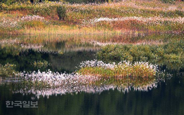 산에서 보는 억새와는 또 다른 경쾌함이 느껴진다.