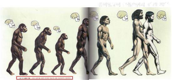 인류진화도: 금성출판사(고1 과학, 2016). 교과서진화론개정추진회 제공