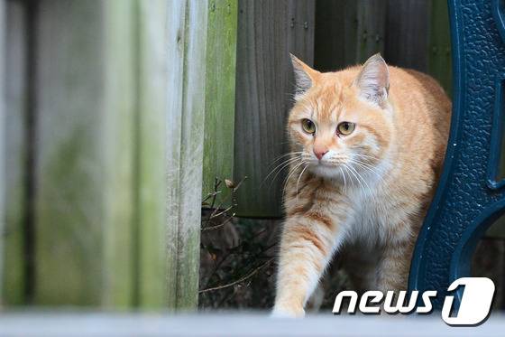 포천시에서 조류인플루엔자(AI)에 감염된 고양이가 폐사한 후 이종간 고병원성 AI 감염에 대한 우려가 커지고 있다. 1일 오후 서울 시내 한 공원에서 들고양이가 먹이를 찾아 헤매고 있다. 질병관리본부는 AI 감염 고양이로부터 인체감염이 발생한 사례는 미국에 있는 동물보호센터의 수의사가 감염된 사례가 유일하다고 밝혔다. AI 인체감염을 예방하려면 철새도래지, 가금류 농장 방문을 자제하는 게 좋다. 손을 자주 씻고 손으로 눈, 코, 입을 만지는 것을 피해야 한다. 2017.1.1 © News1 임세영 기자