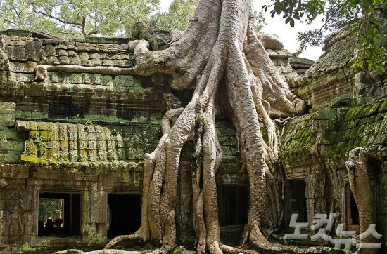 무성하게 자란 나무 뿌리가 감싸고 있는 따프롬 사원은 캄보디아의 인상깊은 명소 중 하나다.(사진=투어2000 제공)