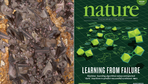 머신러닝으로 소리가 분석된 이집트 과일박쥐(왼쪽 사진), 기초과학 연구에 머신러닝을 활용한 사례를 소개한 ‘네이처’ 표지.  사이언티픽리포트·네이처 제공