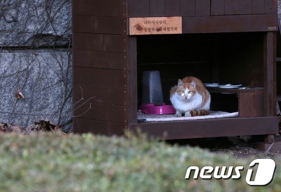 국회에 설치된 길고양이 급식소에서 고양이 한마리가 편안히 쉬고 있는 모습.© News1