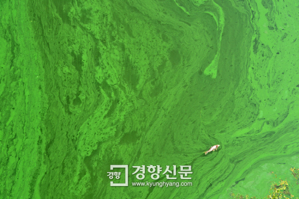 경북 고령 낙동강에 발생한 녹조 위로 물고기 한 마리가 떠다니고 있다. /경향신문 자료사진