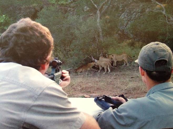 짐바브웨 황게국립공원 사자를 관리하는 ‘황게 사자 프로젝트’는 마취주사를 쏘아 사자를 진정시킨 뒤 지피에스 목걸이를 달아 이동경로를 파악하는 게 기본 업무다. 사냥한 얼룩말을 먹는 사자 무리에 마취총을 겨누고 있다.  브렌트 스타펠캄프 제공