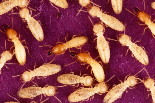 Coptotermes속 흰개미 - 위키피디아