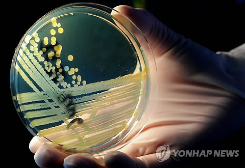 2011년 독일에서 사망자를 발생시킨  슈퍼 박테리아를 배양한 사진(EPA=연합뉴스 자료사진]