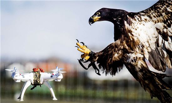 네덜란드는 불법드론을 잡기 위해 독수리를 활용할 계획이다. 훈련받은 독수리는 드론을 먹이로 여기고 포획한다.