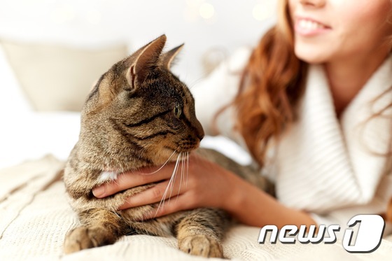 고양이.(사진 이미지투데이)© News1