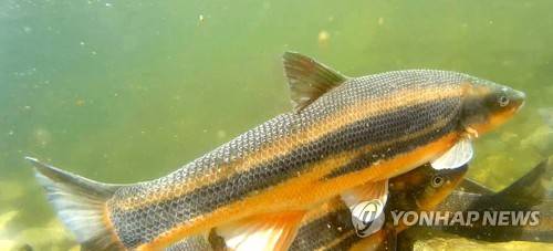 (울산=연합뉴스) 이상현 기자 = 4일 울산 태화강에 혼인색이 선명한 황어떼가 회귀 산란 장소를 찾고 있다. 수중 카메라 동영상 캡처. 2017.4.4 leeyoo@yna.co.kr