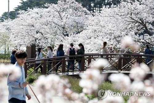 (강릉=연합뉴스) 유형재 기자 = 강원 동해안의 대표적 벚꽃 명소인 강릉 경포대의 벚나무 군락지가 6일 만발한 가운데 관광객들이 경포호수 주변을 산책하며 봄의 축제를 만끽하고 있다. 2017.4.6