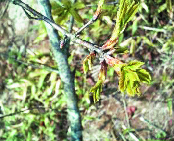 생태계 봄의 전령인 월출산 신갈나무 새잎이 지난달 26일 6년 전보다 8일 빨리 나와 있다. 환경부 제공