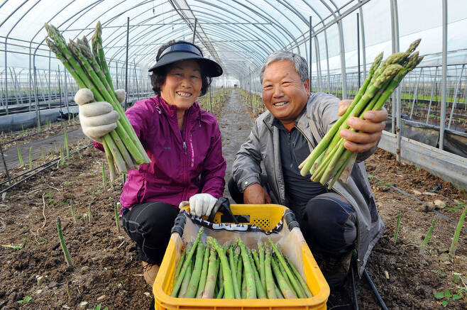 강원 양구 남면 가오작리에서 아스파라거스를 생산하고 있는 농민 김영림씨가 갓 수확한 아스파라거스를 선보이고 있다. 양구군청 제공