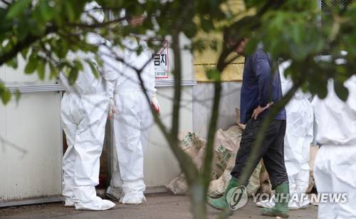 (제주=연합뉴스) 김호천 기자 = 6일 오후 제주시 오라2동의 한 양계장에서 흰색 방역복을 입은 공무원들이 700여 마리의 닭들을 모두 잡아 포대에 넣고 밖으로 꺼내자 망연자실한 표정의 주인이 걸음을 옮기고 있다. 2017.6.6 khc@yna.co.kr