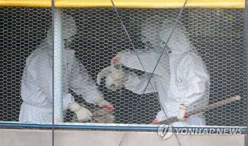 (제주=연합뉴스) 김호천 기자 = 6일 오후 제주시 오라2동의 한 양계장에서 흰색 방역복을 입은 공무원들이 뜰채 등으로 닭을 잡아 포대에 넣고 있다. 이들 닭은 모두 도살 처분된다. 2017.6.6 khc@yna.co.kr
