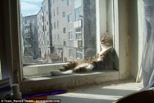 이 고양이는 햇빛이 들어오는 창가에 기대고 누워 낮잠을 즐기고 있다.