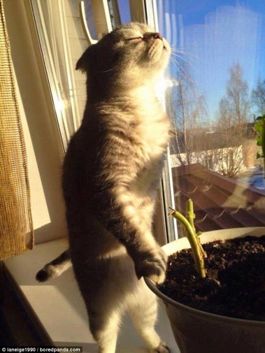 이 고양이는 창가에 서서 햇살을 만끽하고 있는 모습이다.