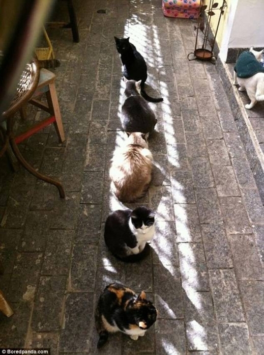 고양이들이 햇볕이 쬐이는 바닥에 하나씩 자리 잡고 앉아 일광욕을 즐기는 모습이다.