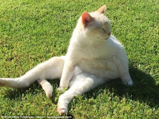 이 고양이는 따스한 햇살이 내리쬐는 잔디밭에 앉아 졸고 있는 모습이다.