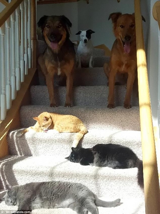 고양이들이 개들을 밀어내고 계단에서 양지바른 자리를 자지하고 누워 휴식을 즐기고 있는 모습이다.