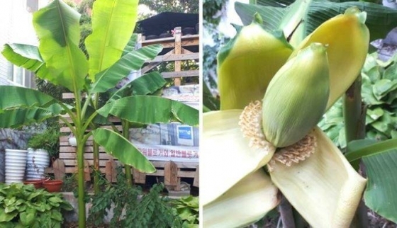 대구의 한 가정집 앞마당에 심은 바나나 나무에 바나나가 열렸다./사진=페이스북 '대구는 지금' 페이지