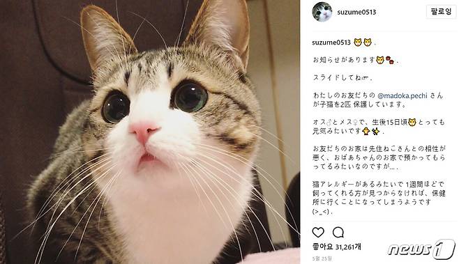 큰 눈과 작은 입이 매력인 스즈메는 현재 인스타그램 팔로워만 44만8000여명이 넘는다. (사진 사진 인스타그램 suzume0513 캡처) © News1