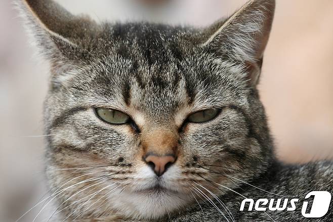 고양이.(사진 이미지투데이)© News1