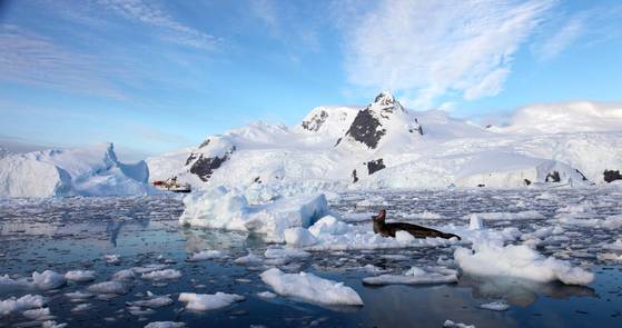 신발끈여행사 장영복 대표가 가장 인상적으로 꼽은 여행지는 남극이다. 크루즈를 타고 근접해서 바라본 남극 대륙의 모습. [사진 장영복]
