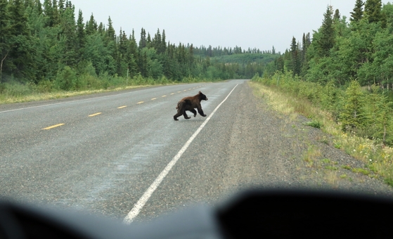 도로에 갑자기 나타난 곰.