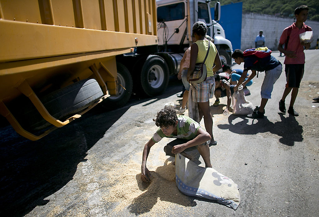 베네수엘라의 식량난은 매우 극심하다. 베네수엘라 최대의 곡물수입항인 푸에르토 카베요 부두에 빈 곡물수송 트럭이 도착하자 바닥에 남은 것이라도 챙겨가려는 청소년들의 모습은 식량난을 단적으로 보여준다. © 사진=AP연합