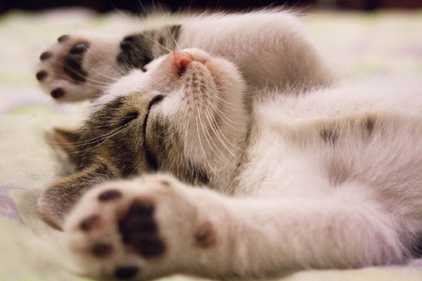 귀여운 고양이. Pixabay