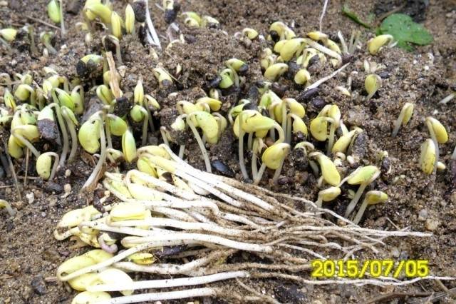 ▲ 마당가 모래흙에 콩을 묻고 짚을 덮은 다음 그릇을 덮어 키운다. 땅의 습기를 머금게 하고 햇빛을 가려주기 위해서이다. 쥐눈이콩이나 다른 콩으로 해도 되는데 납때기는 야생성이 강해 안 썩고 좋다. ⓒ이영동