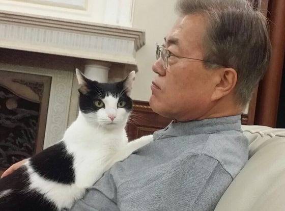 문재인 대통령이 경남 양산 사저에서 길러온 반려견인 풍산개 '마루'가 청와대에 입성해 '퍼스트 도그'가 됐다. 문 대통령은 이와 관련 27일 오후 트위터를 통해 찡찡이가 품에 안긴 사진과 함께 "찡찡이에 이어 마루도 양산 집에서 데려왔습니다. 이산가족들이 다시 모였습니다. 찡찡이는 아직 장소가 낯설어 바깥 출입을 잘 못합니다. 대신 내가 TV 뉴스를 볼 때면 착 달라붙어 떨어지려하지 않습니다"고 올렸다.(문 대통령 트위터) 2017.5.27/뉴스1