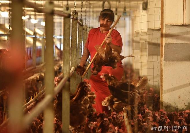 지난 11일 루마니아의 한 양계장에서 직원이 닭들을 돌보고 있다. 벨기에와 네덜란드 등 유럽내 17개 나라에서 살충제에 오염된 달걀이 유통돼 관련 산업이 큰 피해를 입었다. /AFPBBNews=뉴스1