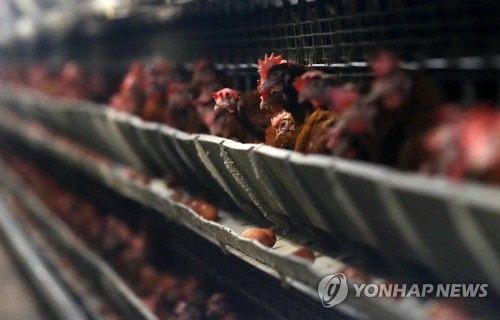살충제 검출 농장의 닭과 계란 [연합뉴스 자료 사진]