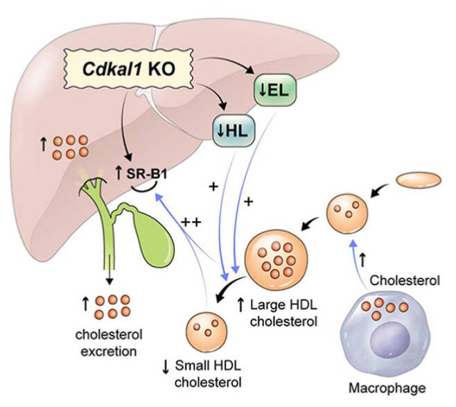 Cdkal1 제거 마우스에서 콜레스테롤 배출 촉진 과정. 말초세포에서 콜레스테롤을 넘겨받은 HDL 대사가 조절되는 동시에 간 표면에 증가한 SR-B1에 콜레스테롤 전달이 늘어난다./그림=세브란스병원