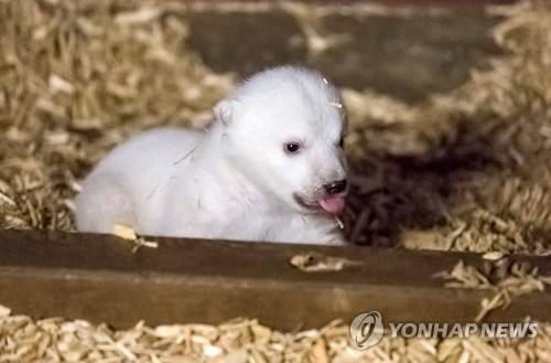 GERMANY ANIMALS POLAR BEAR OFFSPRING