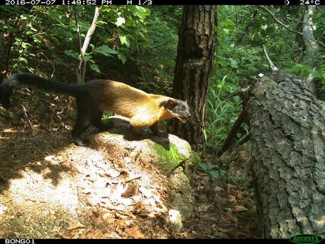 춘천 봉의산 무인센서 카메라에 포착된 담비. 국립생태원 제공
