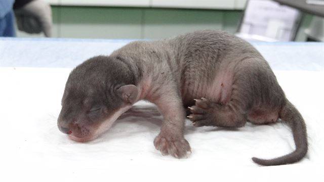 담비는 보통 2, 3마리의 새끼를 낳는다. 국립생태원 제공