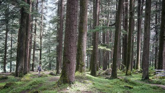인도의 숲은 어떤 모습일까? 침엽수가 빽빽한 네이처 파크.