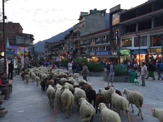 해질녘 올드마날리.