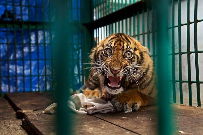 구조됐지만 갇혔다 (Saved But Caged) - Steve Winter(미국)/2017 Wildlife Photographer of the Year